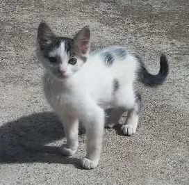 Gato raça Vira-lata  idade Abaixo de 2 meses nome Não tem