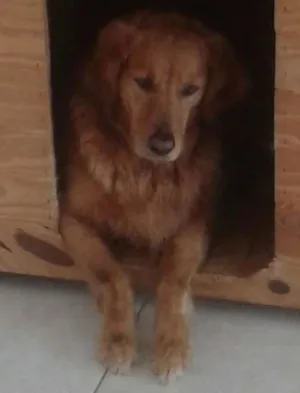 Cachorro raça Golden Retriever idade 5 anos nome Marrie