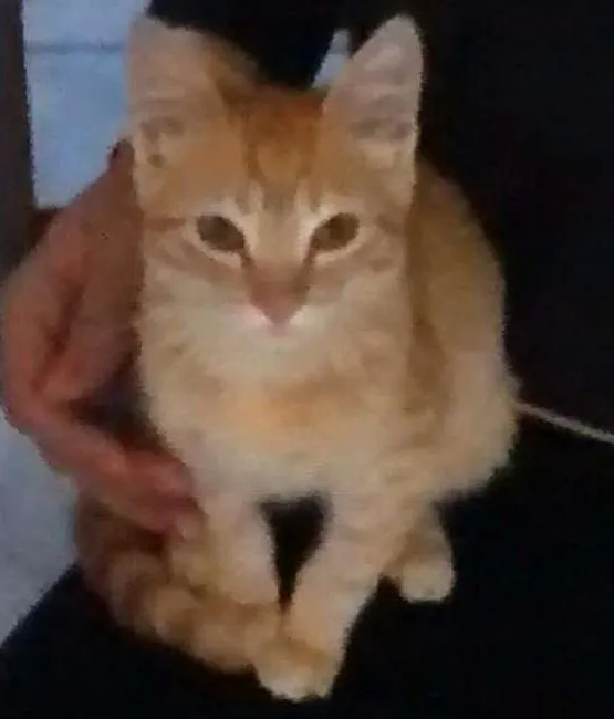 Gato ra a  idade Abaixo de 2 meses nome Dê um nome a ele