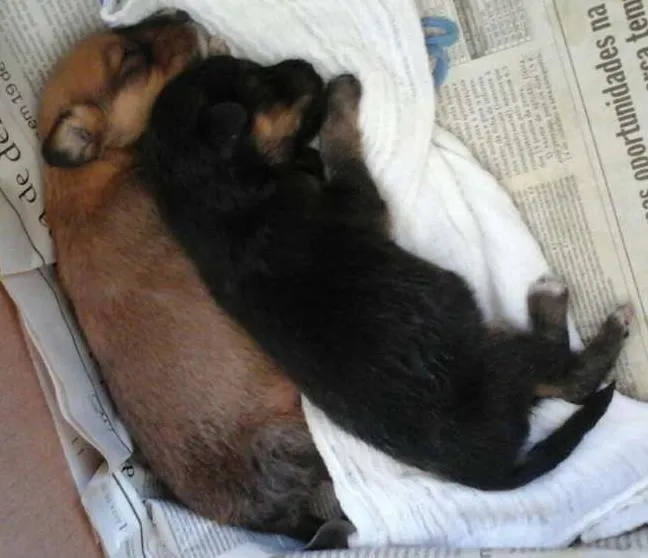 Cachorro ra a vira-lata idade Abaixo de 2 meses nome Vários