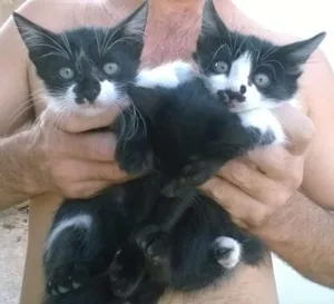 Gato raça indefinida idade 2 a 6 meses nome varios