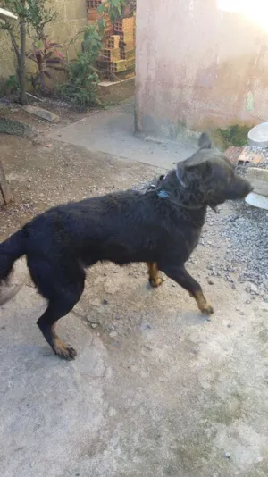 Cachorro raça Rotivalle com pastor belga raça misturada idade 1 ano nome Apolo