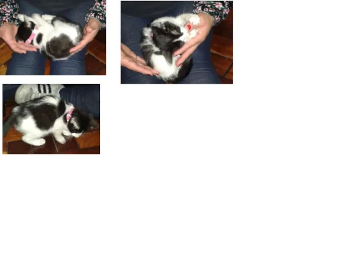 Gato ra a sem raça definida idade Abaixo de 2 meses nome sem nome
