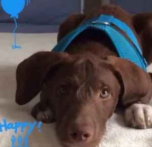 Cachorro raça Do Amor idade 1 ano nome Marley