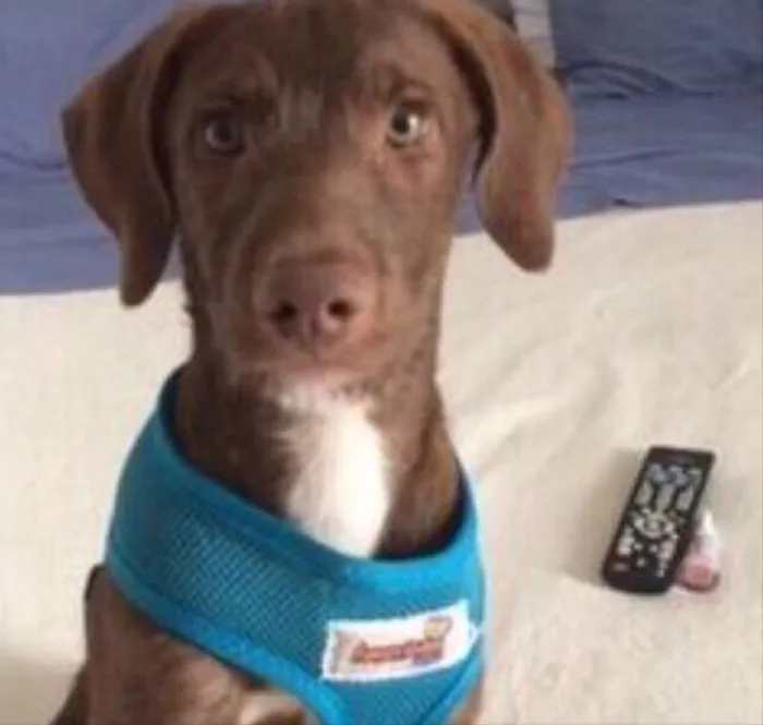 Cachorro raça Do Amor idade 1 ano nome Marley