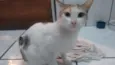 Menina