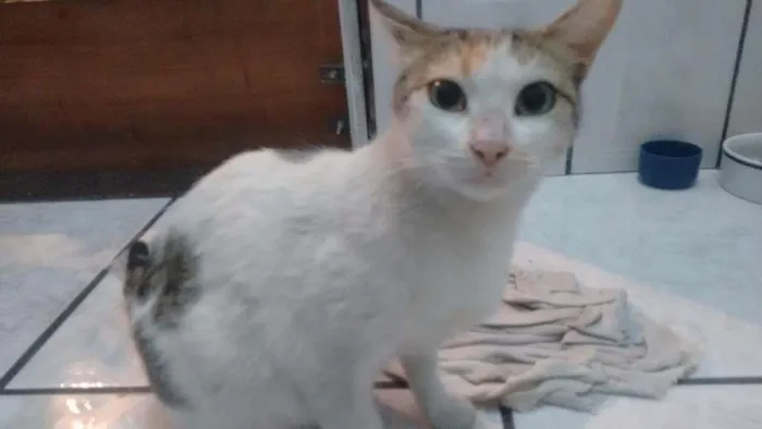 Gato raça Raça Indefinida idade 1 ano nome Menina
