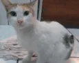 Menina