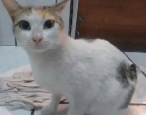 Gato raça Raça Indefinida idade 1 ano nome Menina