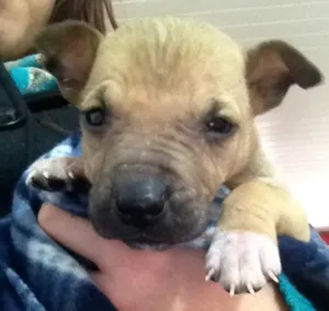 Cachorro raça Não identificada idade Abaixo de 2 meses nome Sem nome
