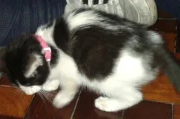 Gato raça sem raça definida idade Abaixo de 2 meses nome sem nome