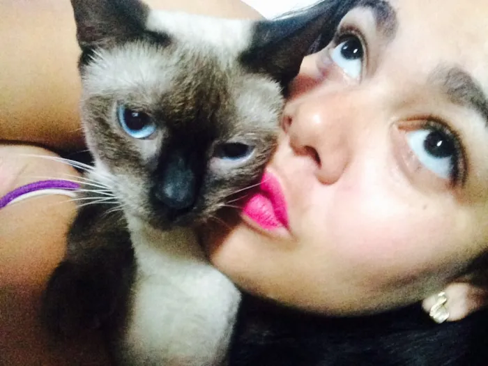 Gato raça Siames  idade 1 ano nome Nina, Bella 