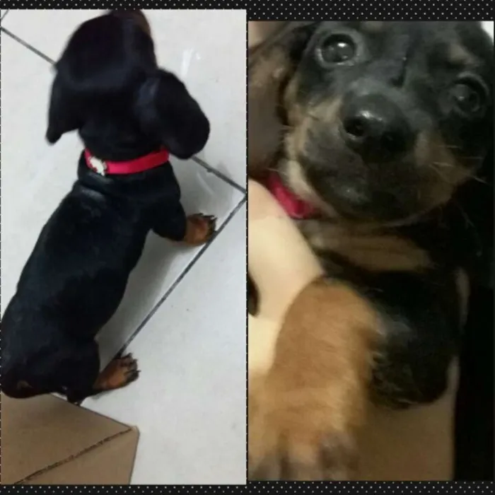 Cachorro ra a Basset-Cofap idade 7 a 11 meses nome mel e bob