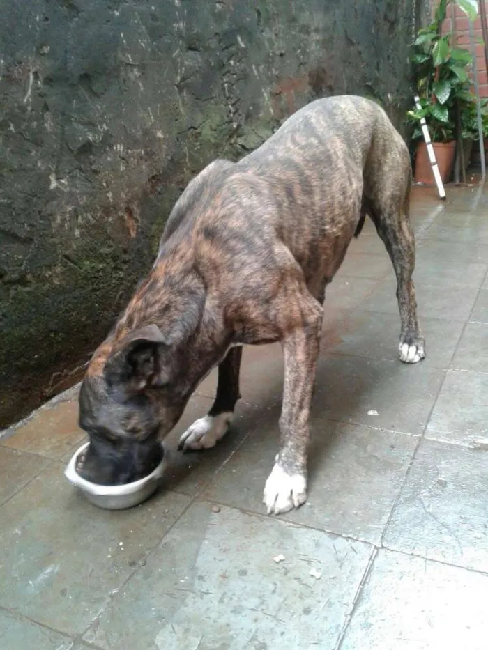 Cachorro ra a Pitbull idade 3 anos nome Rex
