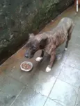 Rex