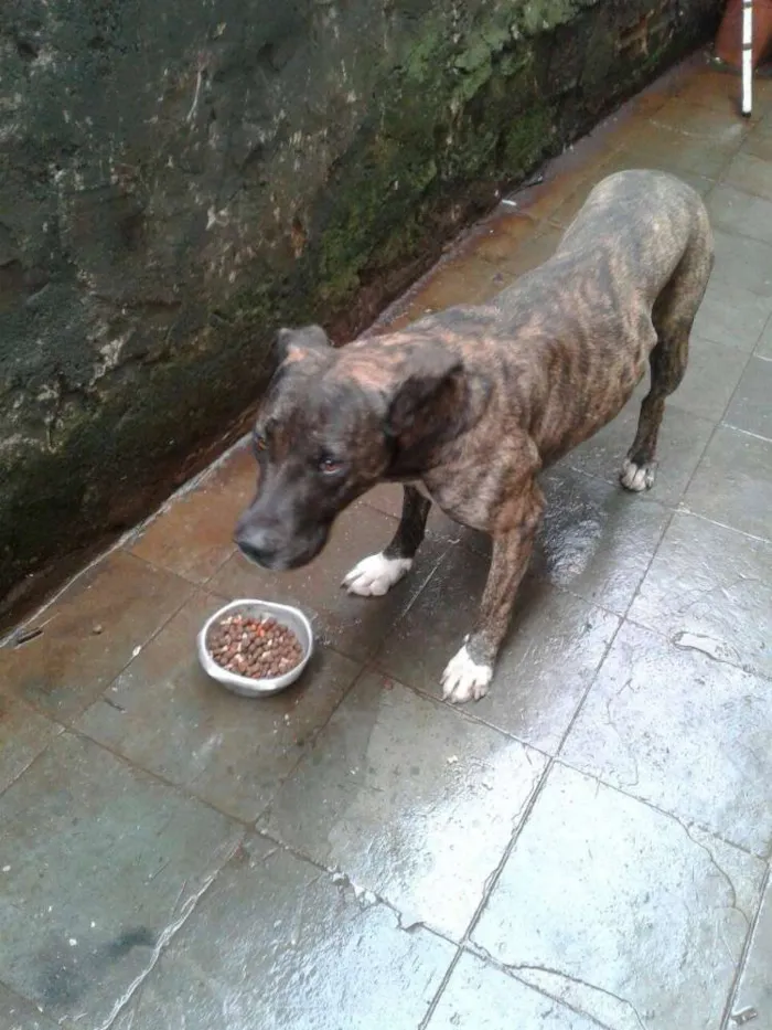 Cachorro ra a Pitbull idade 3 anos nome Rex