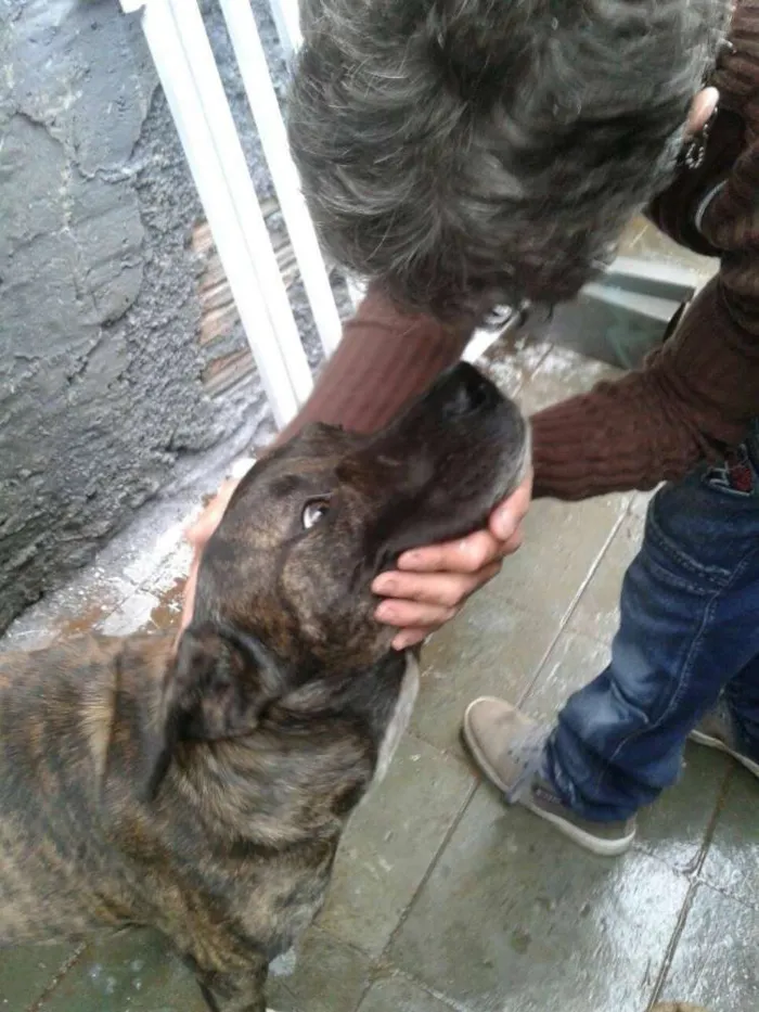 Cachorro ra a Pitbull idade 3 anos nome Rex