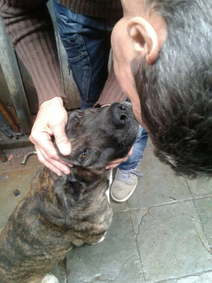 Cachorro ra a Pitbull idade 3 anos nome Rex
