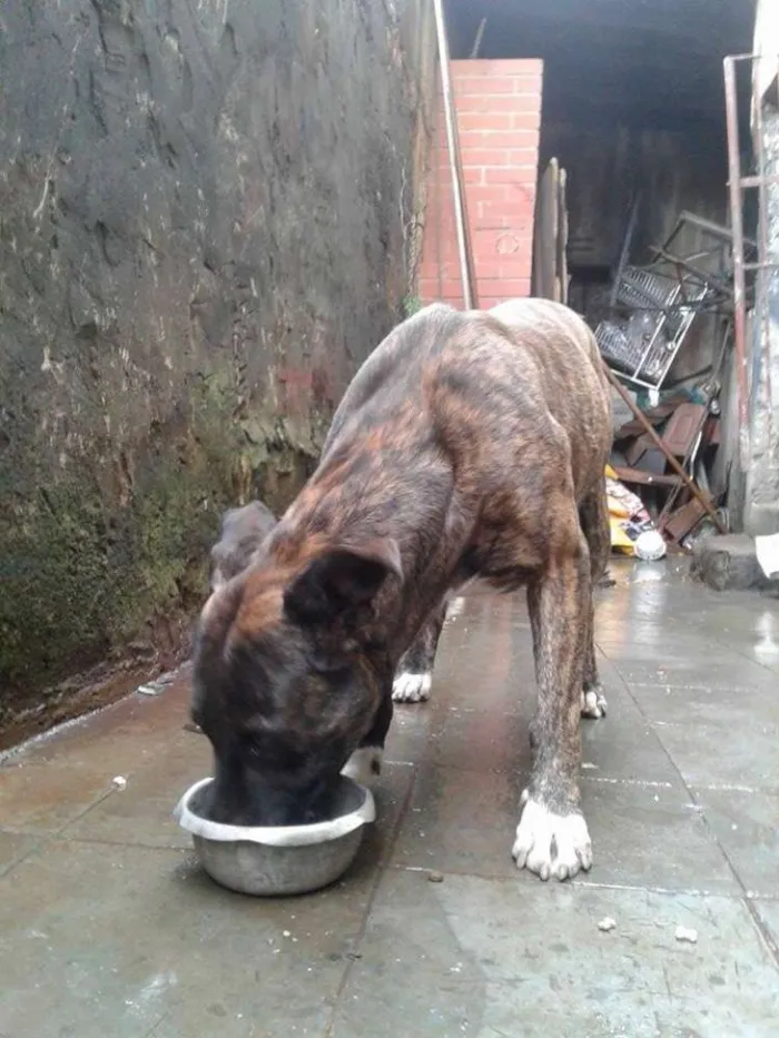 Cachorro ra a Pitbull idade 3 anos nome Rex