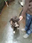 Rex