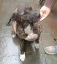 Rex