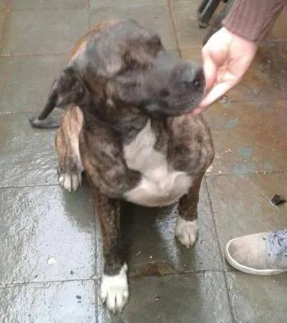 Cachorro ra a Pitbull idade 3 anos nome Rex