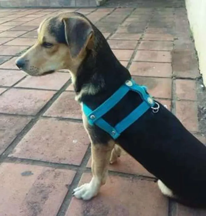 Cachorro ra a Basset com vira lata idade 7 a 11 meses nome Bob