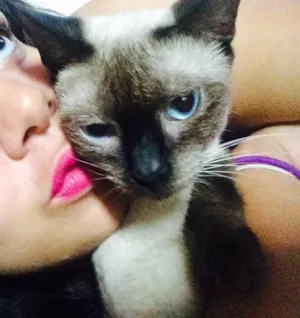 Gato raça Siames  idade 1 ano nome Nina, Bella 