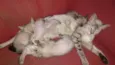 Gatinhos