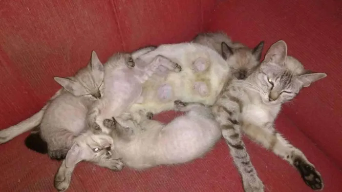 Gato ra a Indefinida idade 2 a 6 meses nome Gatinhos