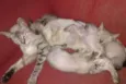 Gatinhos