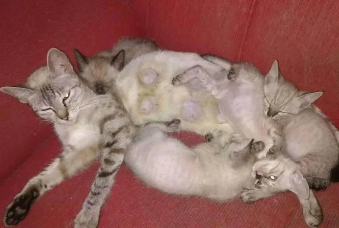 Gato ra a Indefinida idade 2 a 6 meses nome Gatinhos
