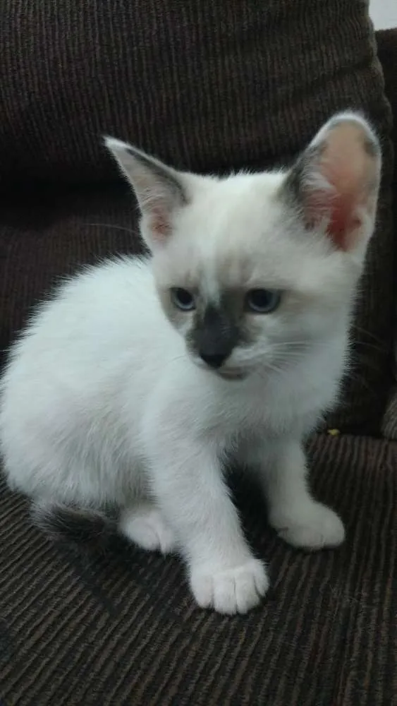 Gato ra a  idade 2 a 6 meses nome Sem nomes 