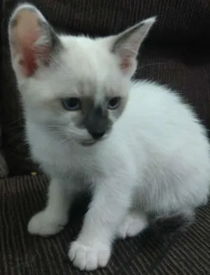 Gato raça  idade 2 a 6 meses nome Sem nomes 