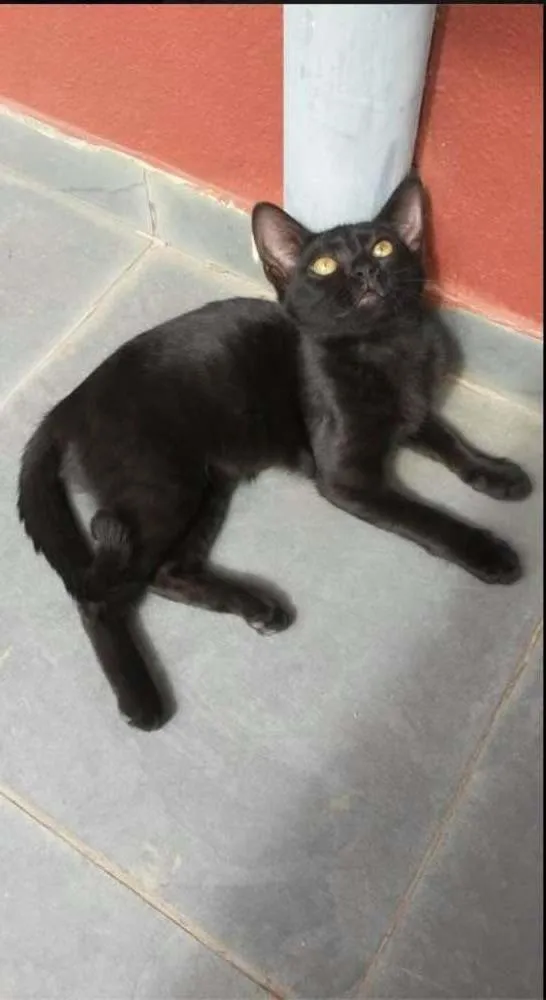 Gato ra a  idade 7 a 11 meses nome Eu chamo ela de Elza