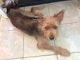 juju
