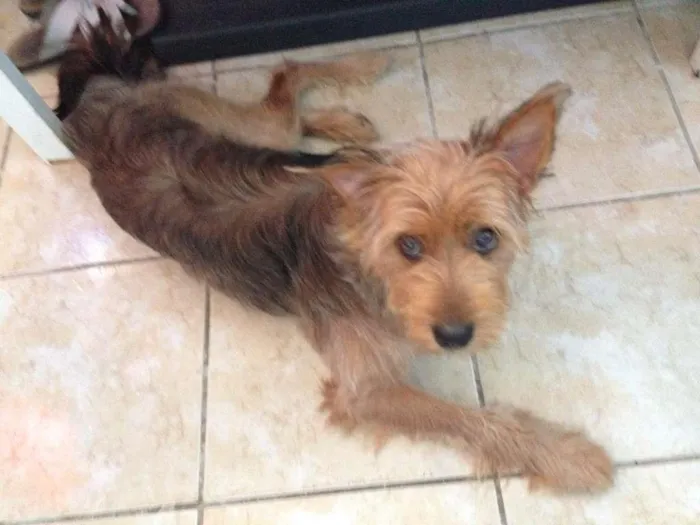 Cachorro ra a indefinida idade 7 a 11 meses nome juju