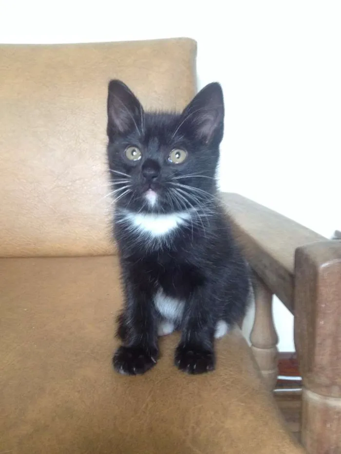 Gato raça SRD idade Abaixo de 2 meses nome Não tem