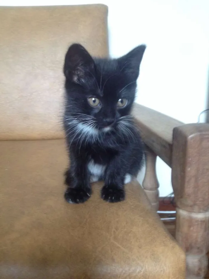 Gato raça SRD idade Abaixo de 2 meses nome Não tem