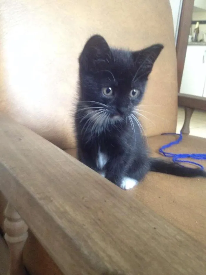 Gato raça SRD idade Abaixo de 2 meses nome Não tem