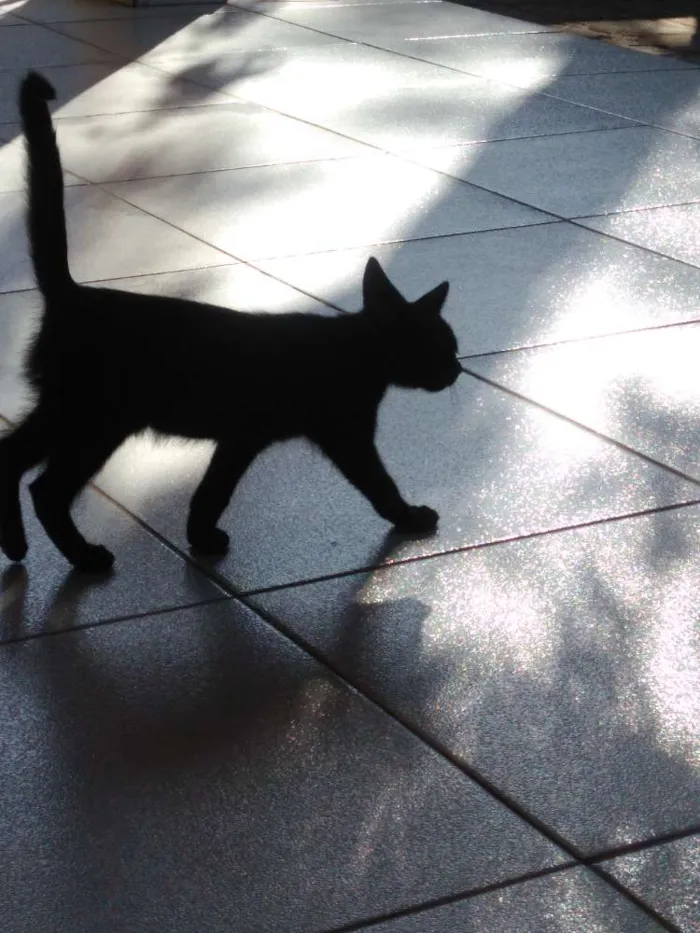 Gato raça Vira-lata idade 2 a 6 meses nome (ainda sem nomes)