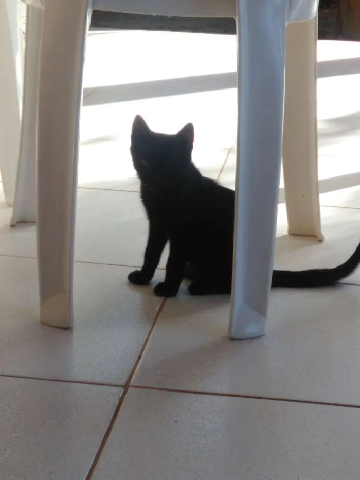 Gato raça Vira-lata idade 2 a 6 meses nome (ainda sem nomes)