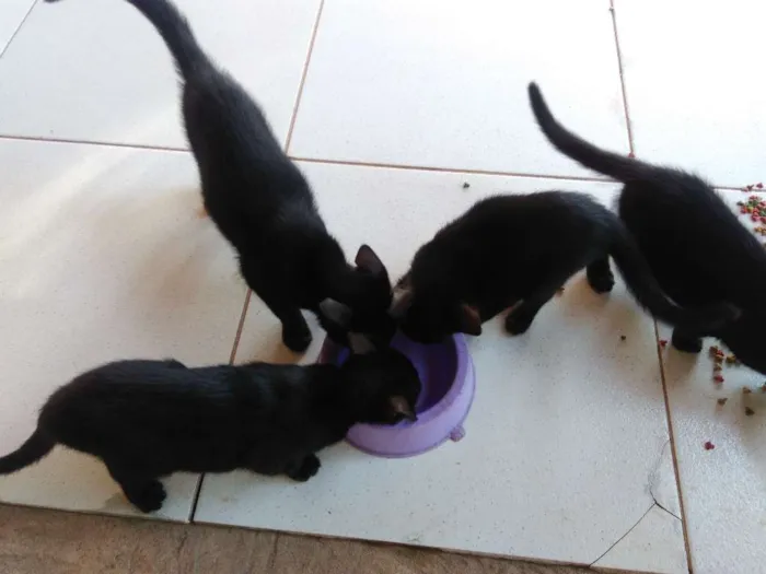 Gato raça Vira-lata idade 2 a 6 meses nome (ainda sem nomes)