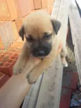 cachorrinhos