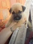 cachorrinhos