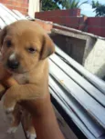 cachorrinhos