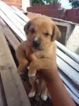cachorrinhos