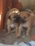 cachorrinhos