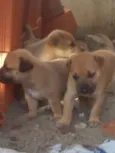 cachorrinhos