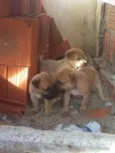 cachorrinhos